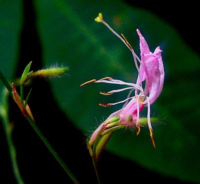 Small Butterfly Flower Singing into a Microphone