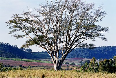 Delta Tree