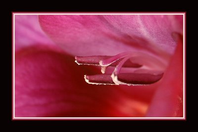 GLADIOLUS 1