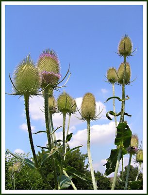 Prickling thistles