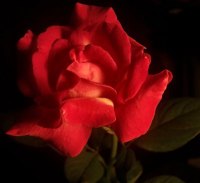 Red August Rose