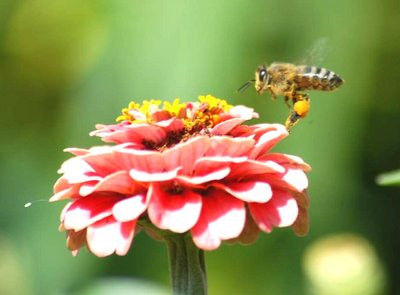 Flying to the flower