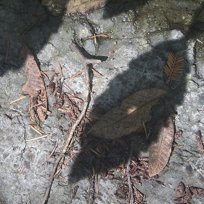 leaf shadow still life