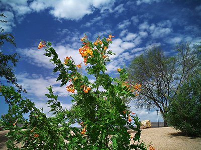 Flowers 