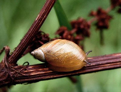 snail rest