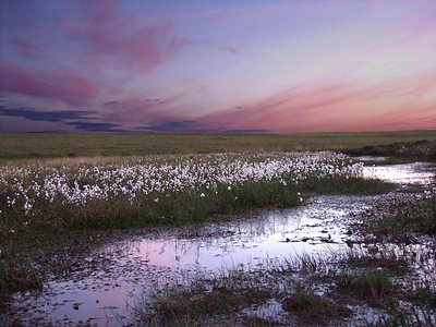 Cottongrass, Cefn Bryn