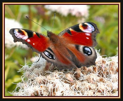 Lovely Eyes in my Garden