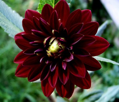 Another Dahlia