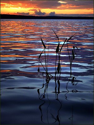 Reedlight Worden'sPond