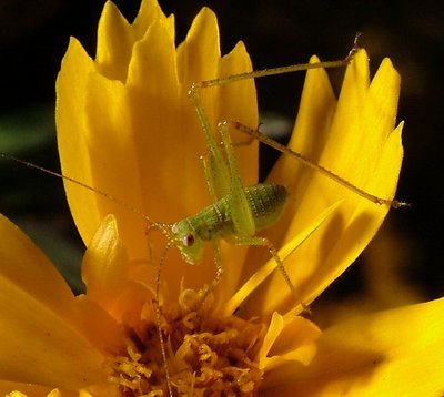 Micro-grasshopper