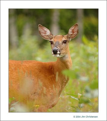 Lunch with a " Deer " Friend