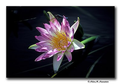 Waterlily (s1860)