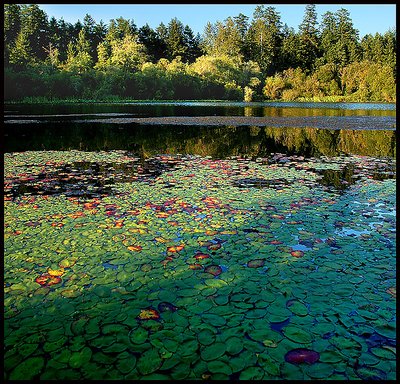 Canadian Mosaic  