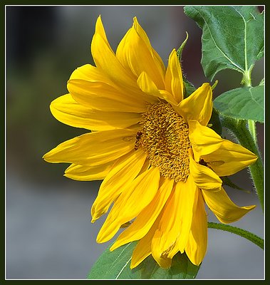 Wild Sunflower