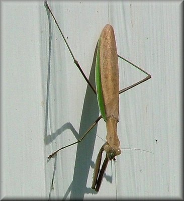 Morning Mantis