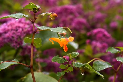 Jewel Weed