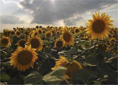 Sunflowers