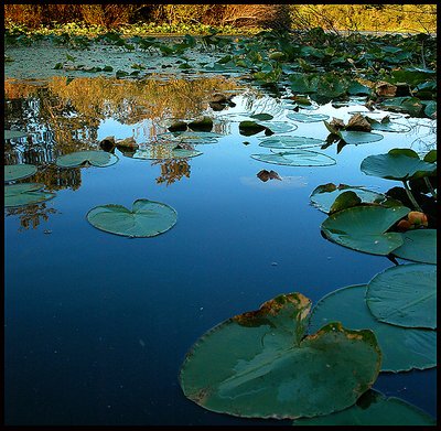 Buddha's Path