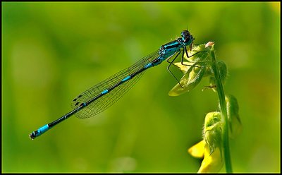 Variable damselfly