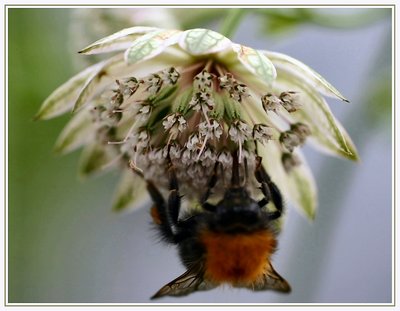 Astrantia