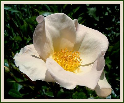 Petals and stamen