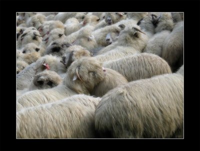 sheep...