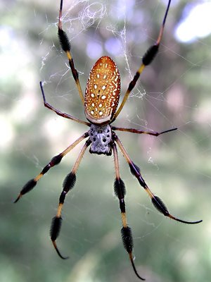 Golden Silk Spider