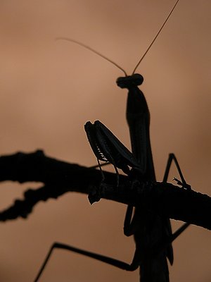 evening mantis