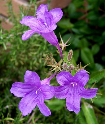 Blue trumpets 3 