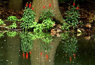 Duck Pond - Bronx Zoo