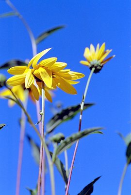 Reaching For The Sky...