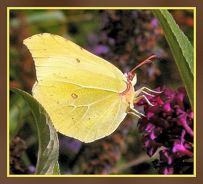 Gonepteryx Rhamni. (Citroen vlinder)