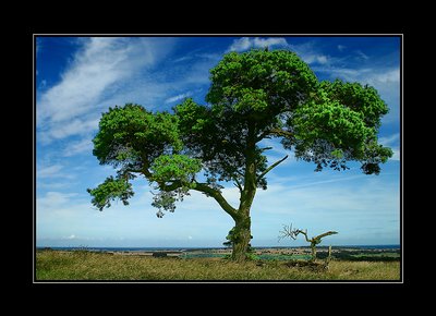 moorland tree