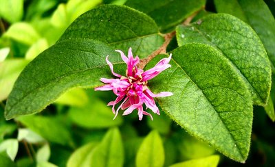 Pink Tipped Leaf