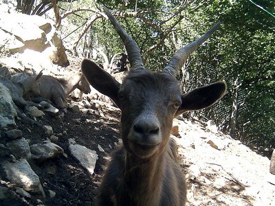 capra curiosa