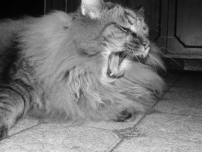 I am Cat...Hear me Roar!