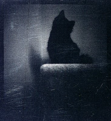 sheltercat