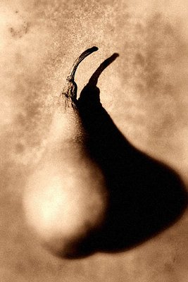 Sepia pear