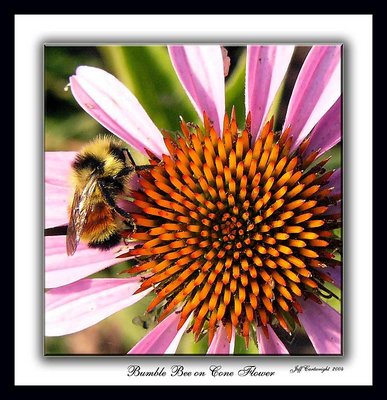 Bumble Bee On Cone Flower!
