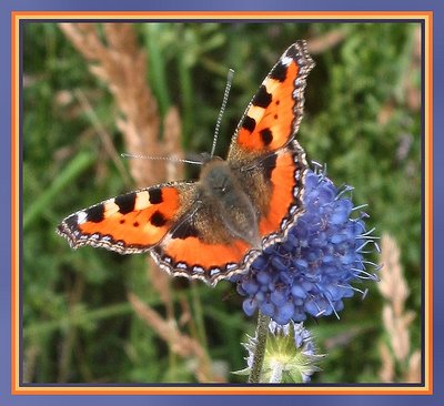 Aglais Urticae (Kleine Vos)