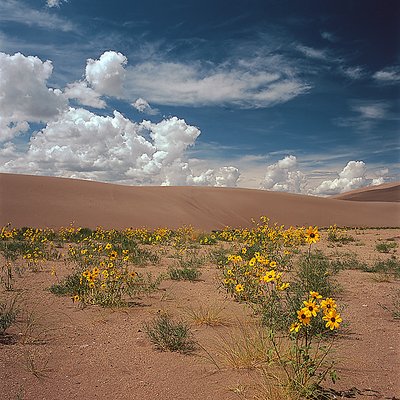 Flowers and Dunes