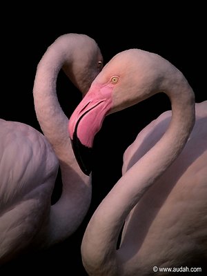 Flamingo in Love