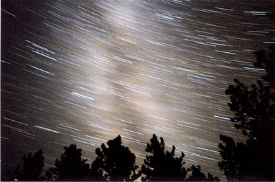 Tree Silhouettes Against the Milky Way