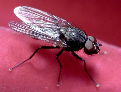 Fly on rose