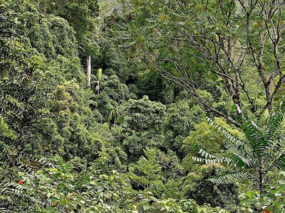 Rainforest View