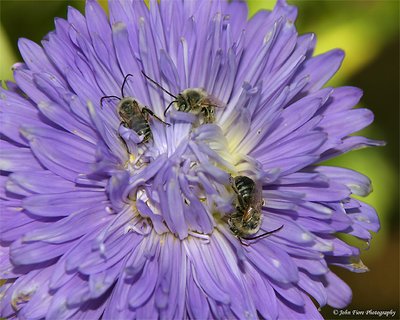 Bees on Flower