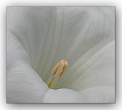 Grey tones-White flower