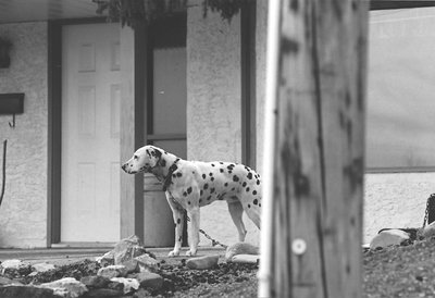 Dalmation