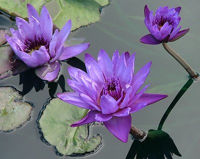 A Trio of Water Lillies