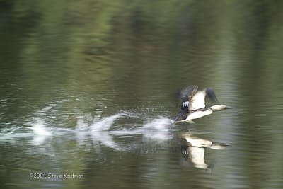 Pacific Loon taking flight